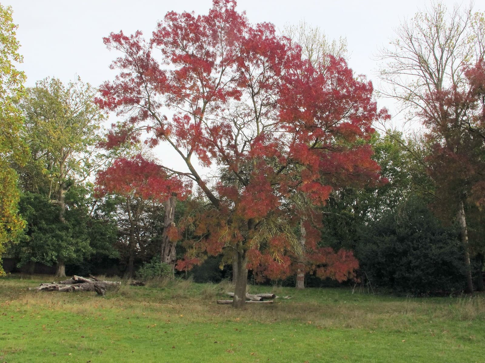 Claret ash in deep-red autumn colour on a suburban street