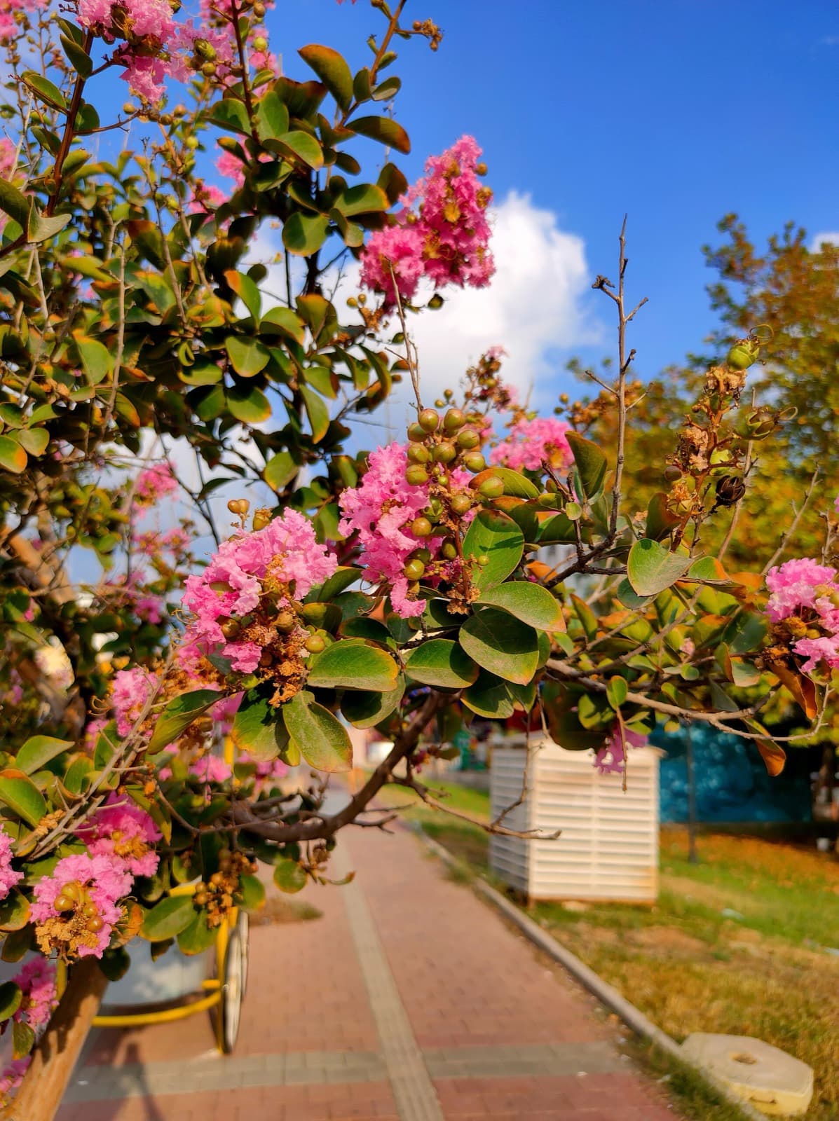Crepe myrtle branch with crinkled pink flower clusters and seed capsules