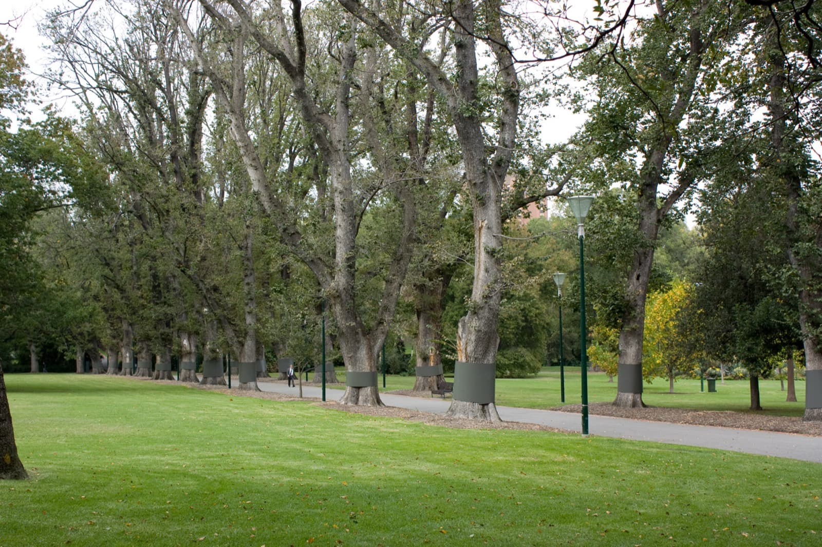 Broad elm canopy arching over a Melbourne avenue