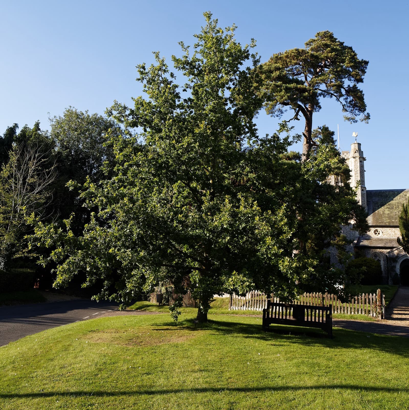 English oak with a full spreading crown standing on a village green