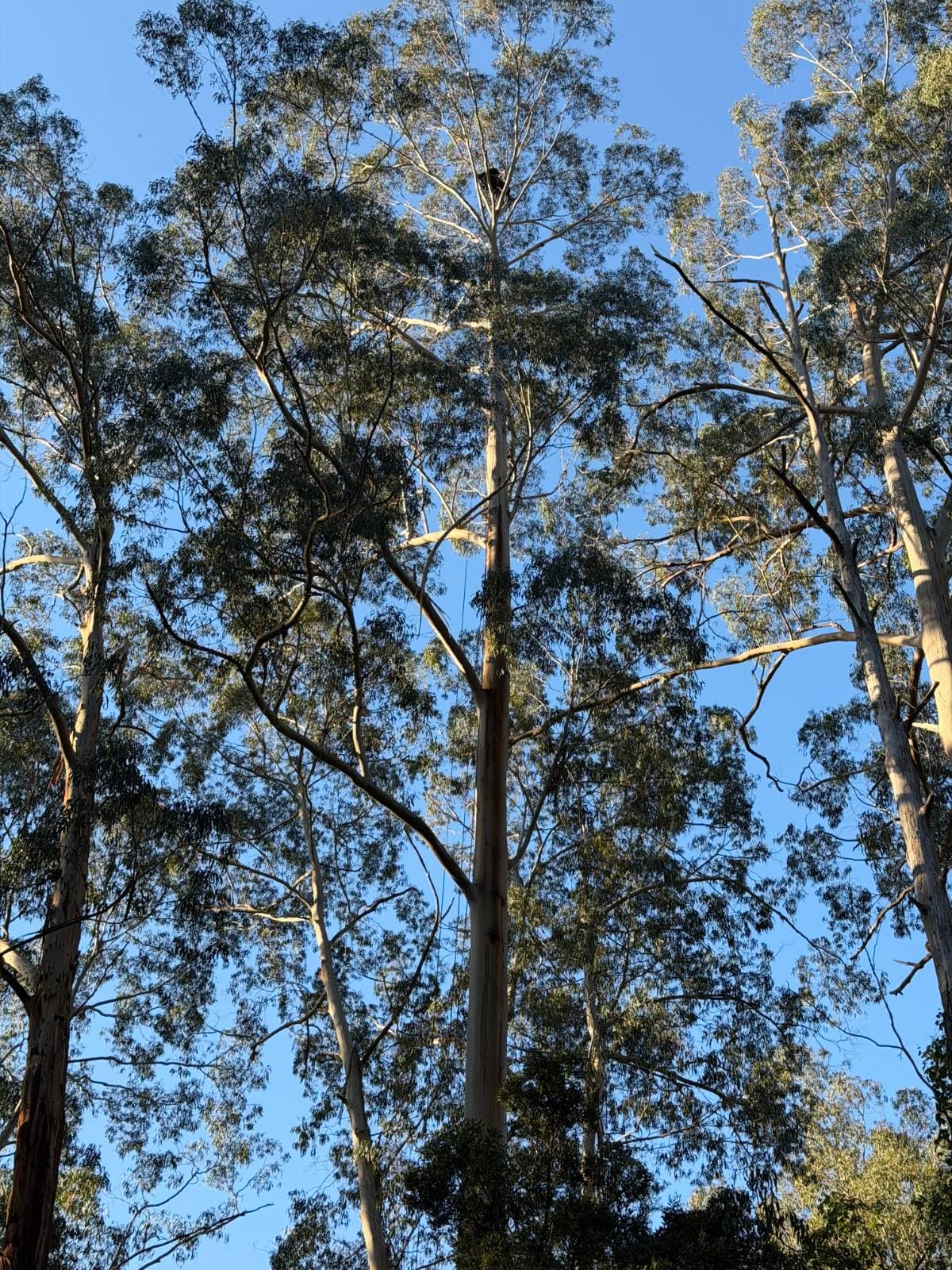Looking up the pale trunks of tall gum trees into the canopy