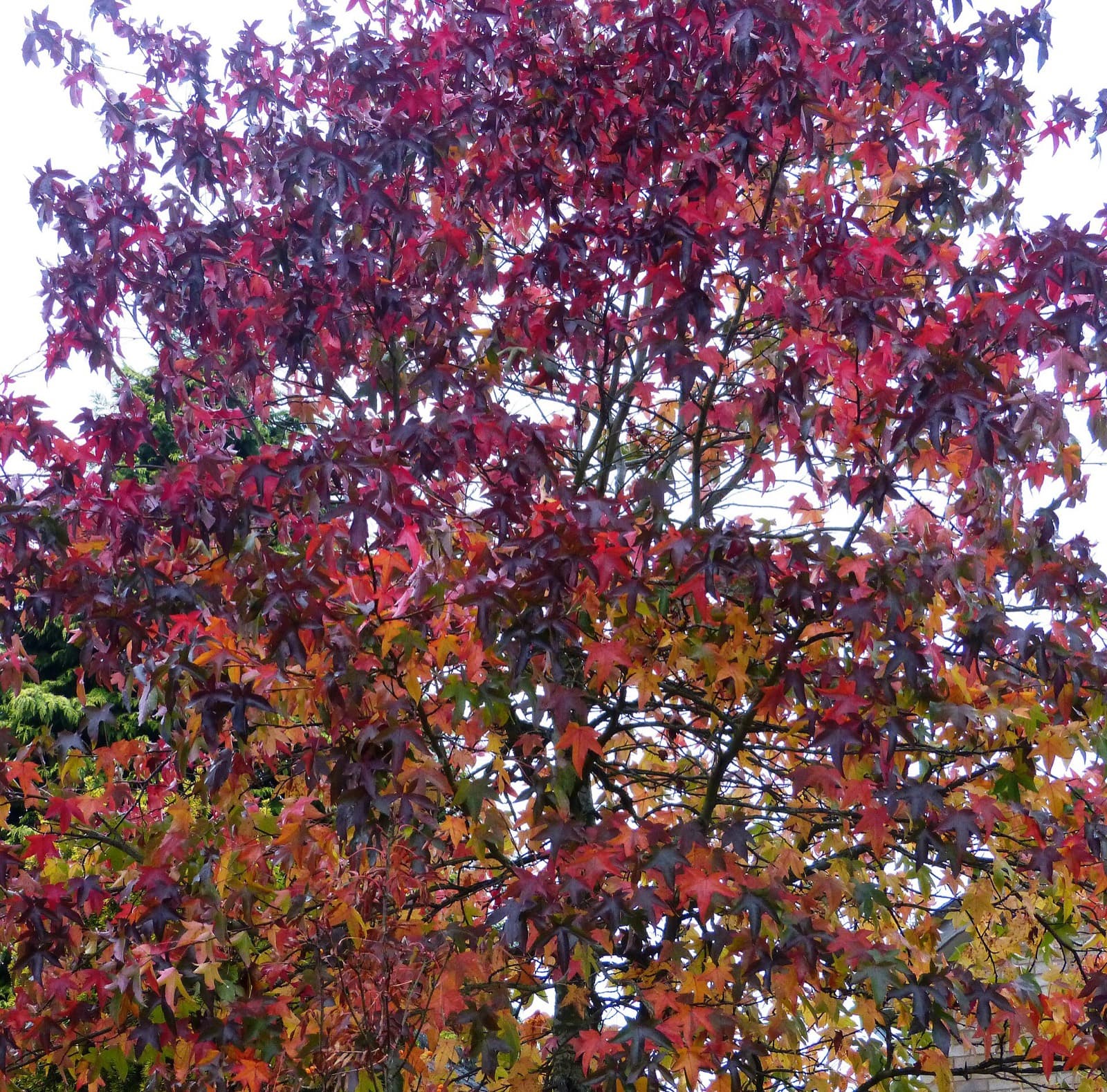 Liquidambar crown in autumn showing red, purple, orange and gold leaves at once