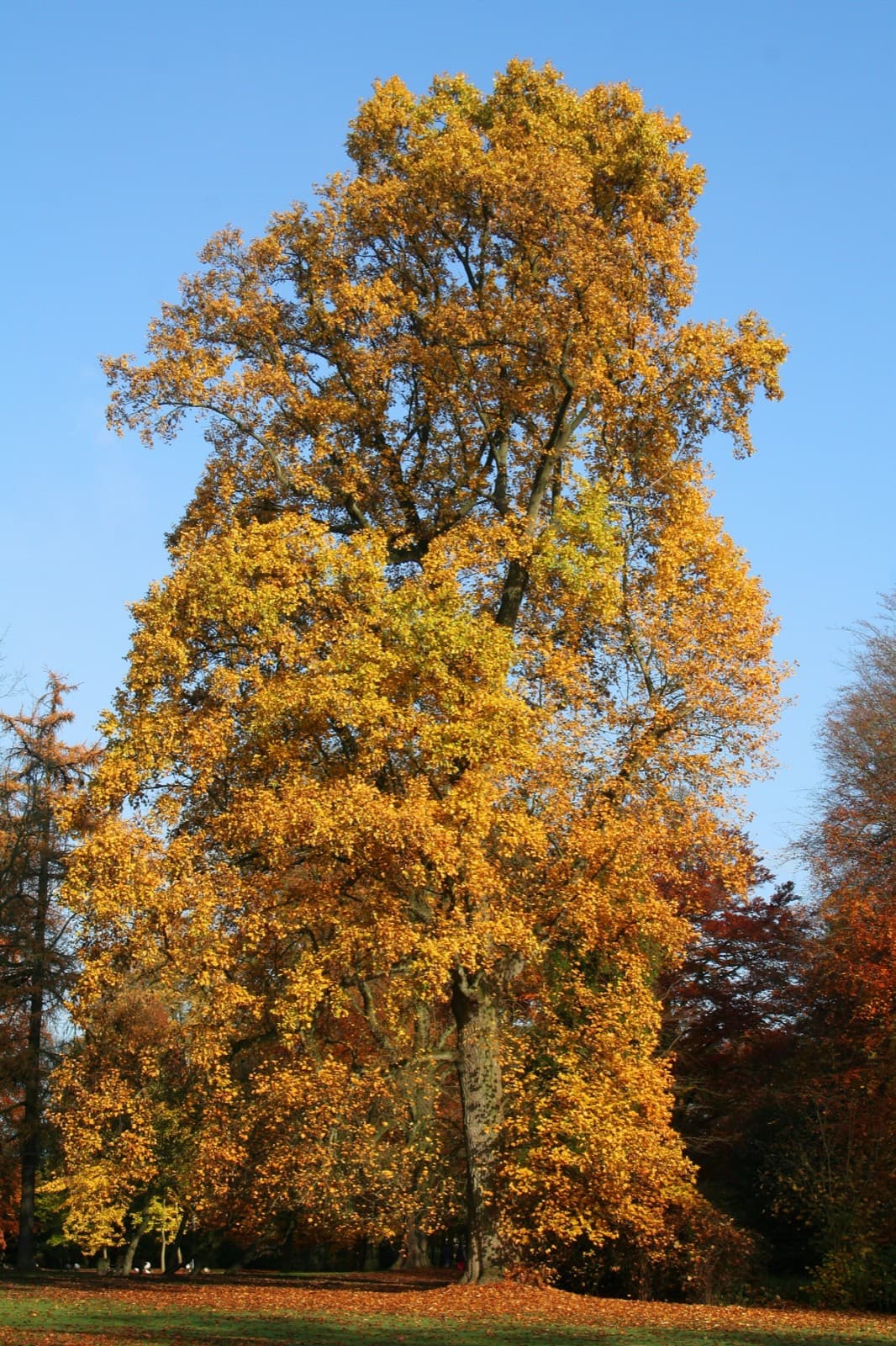 Tall tulip tree in golden autumn colour standing in a park