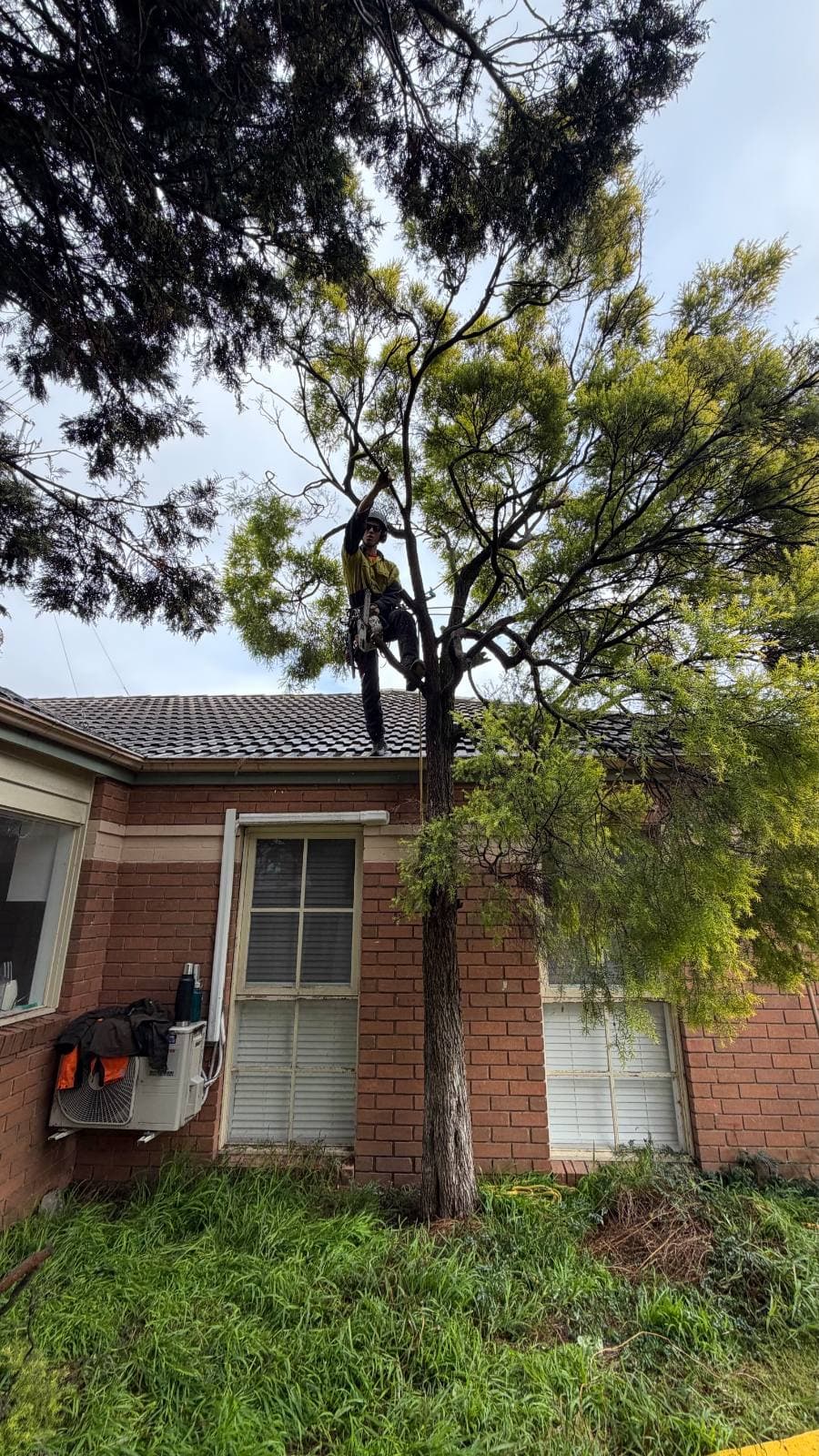 Climber dismantling the top of a conifer high above a rooftop