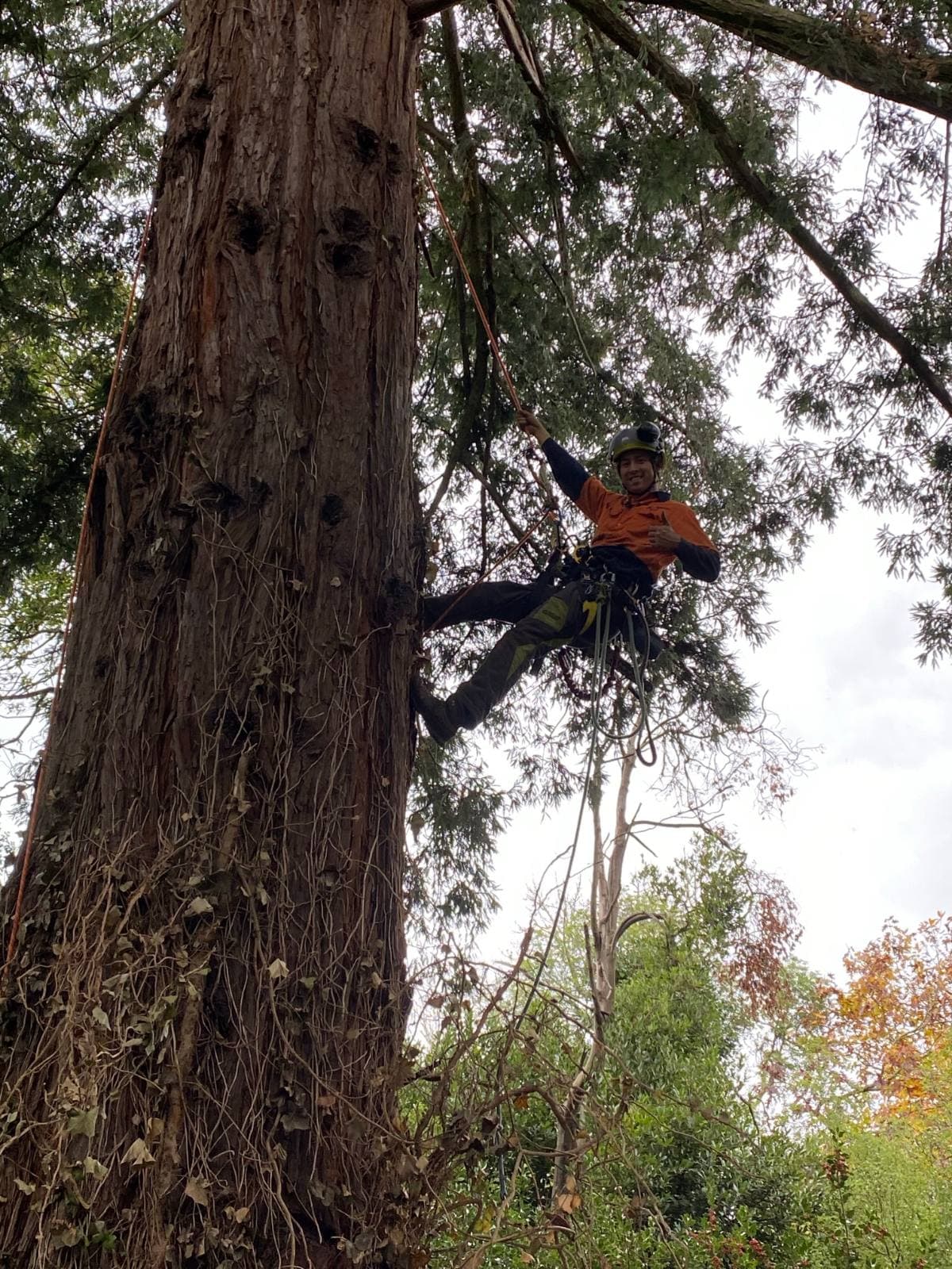 Jordan climbing high in the crown of a giant gum tree
