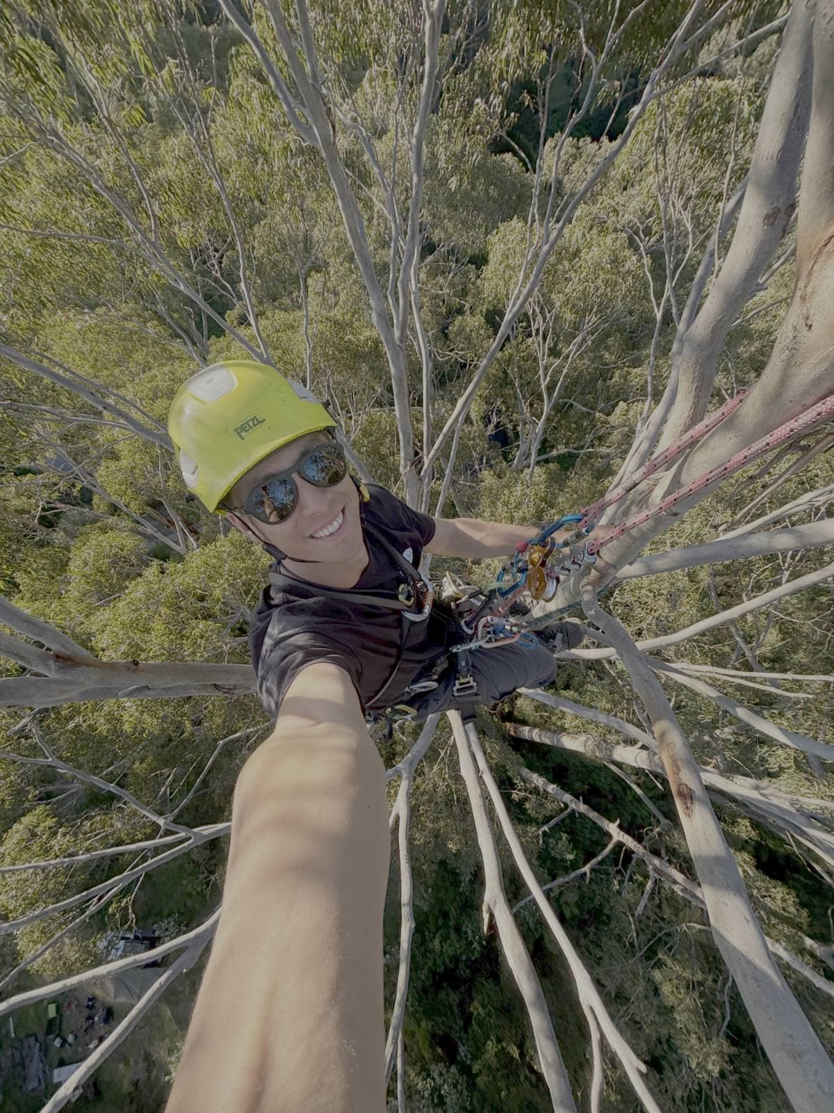 Jordan smiling in helmet and harness at the top of a tall gum tree