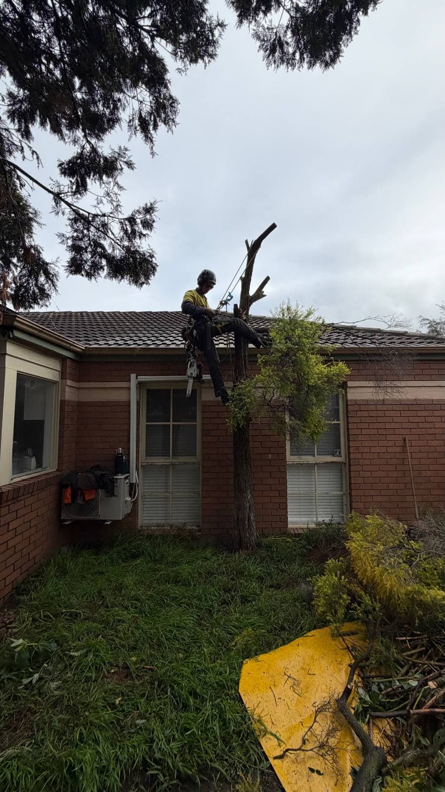 Climber dismantling the stem of a large tree in sections