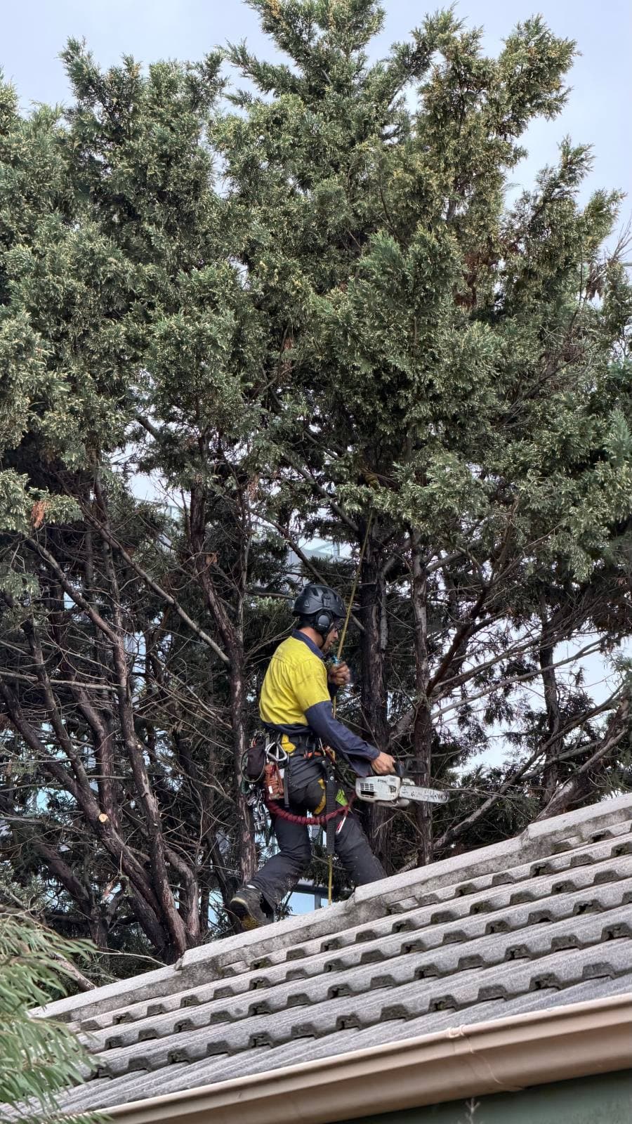 Arborist rigging ropes among the structural limbs of a conifer