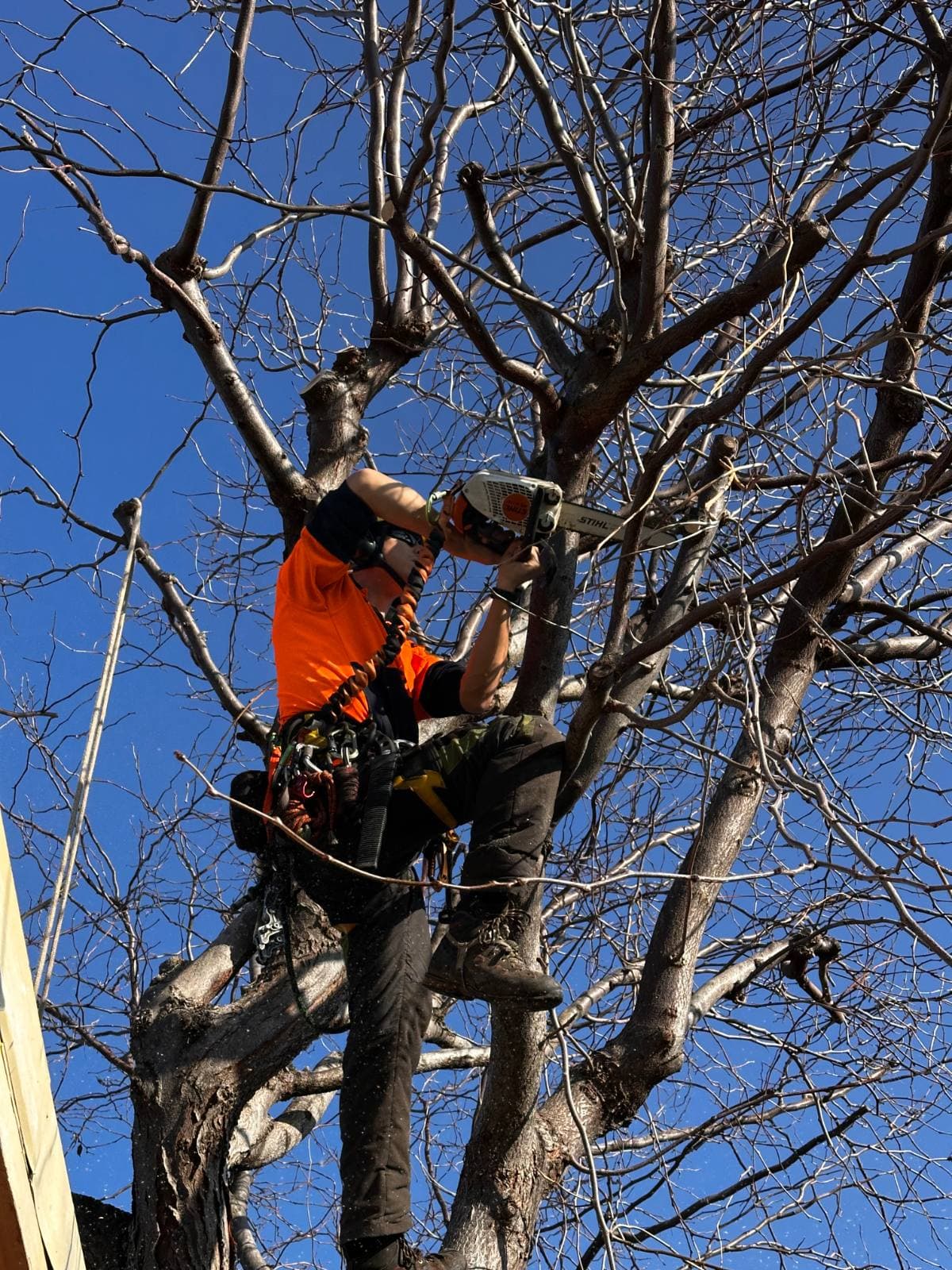 Jordan pruning in the canopy of a mature tree